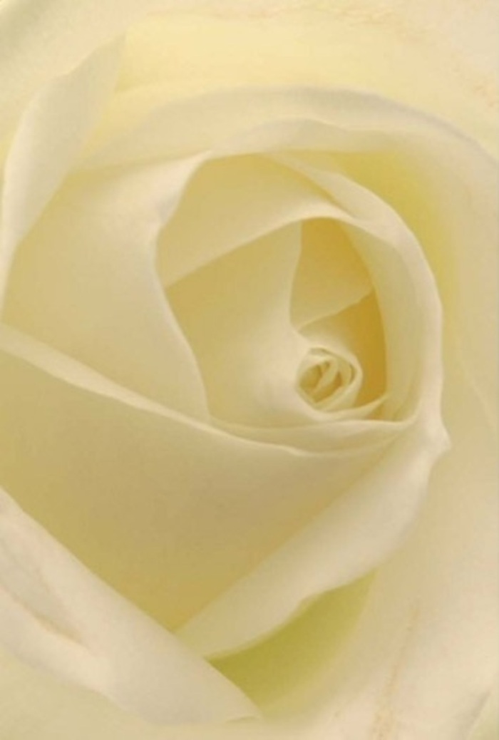 Viewed close-up, the classic white rose in this arrangement seems illuminated from within, radiating the same tranquility found in Dulwich Park at dawn. Creamy ivory petals unfurl in layered perfection, each edge bathed in diffuse morning light that filters through the petals like a gentle mist. The spiral core stands as a symbol of purity and resilience-its precise form reminiscent of careful, skilled hands at work in one of Dulwich's beloved local shops. Across the bloom, subtle shades of white and cream blend seamlessly, creating a vision of soft elegance and understated beauty. The quiet interplay of light and shadow highlights the velvety surface, inviting one to imagine the feeling of cool, fresh petals against a palm. This rose carries a peaceful strength, making it an ideal choice for commemorating love, expressing sympathy, or adorning a celebration set against the picturesque backdrop of Dulwich's historic village. The clean fragrance, almost audible in its serenity, fills the mind with possibilities-a wedding, a moment of apology, or a gesture of pure admiration, each thoughtfully arranged and delivered with the care for which Dulwich's florists are known. In every fold and nuance, this rose becomes a living poem-wrapped in local character, tradition, and heartfelt intention.